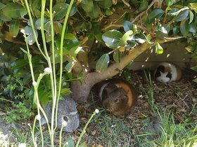 2020-10-22-13-50-47 Harriet, Charlotte, Emily.jpg